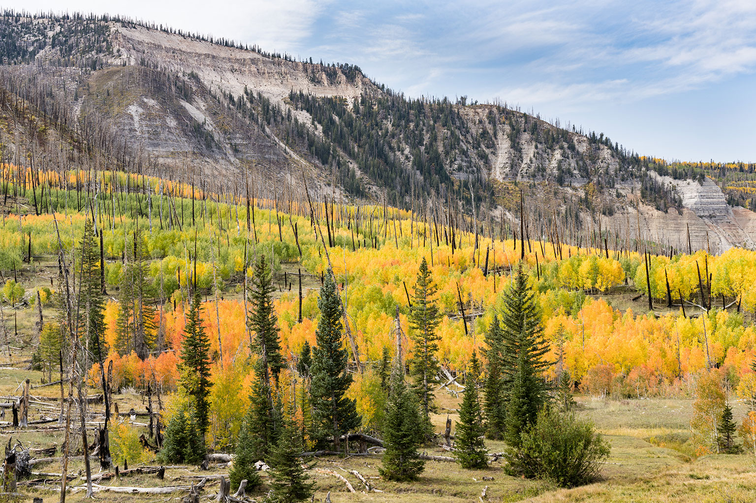 Fall-colored trees growing within a burn scar from a forest fire