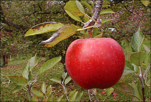 Red Delicious Apples  Local Apple Variety From Old Peru, United States of  America