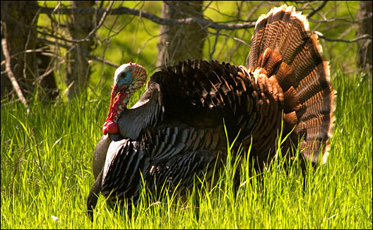 Thanksgiving quotes for our military