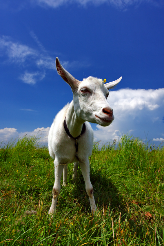 Ask Umbra on mowing with goats | Grist