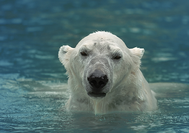 North Pole Poised To Be Largely Ice-free By 2020 