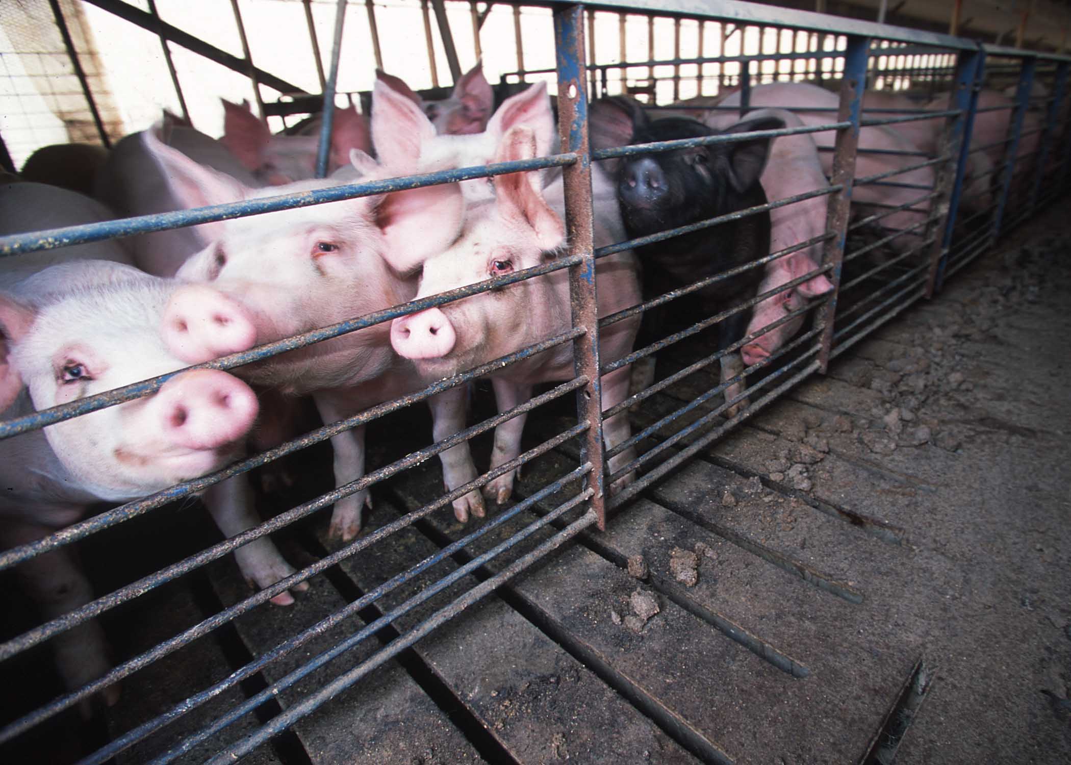 Six months after the outbreak, who's investigating the CAFO-swine flu link?  | Grist