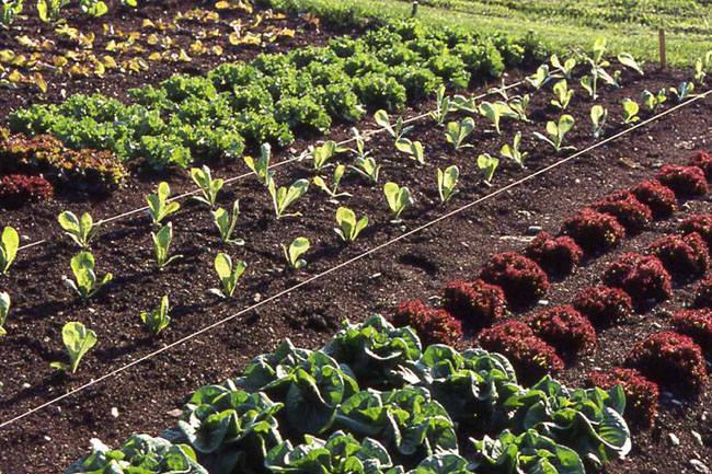 Savour the Earth's Bounty with Organic Farm-to-Table Cuisine#