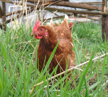 Chicken expert Gail Damerow answers readers' questions | Grist