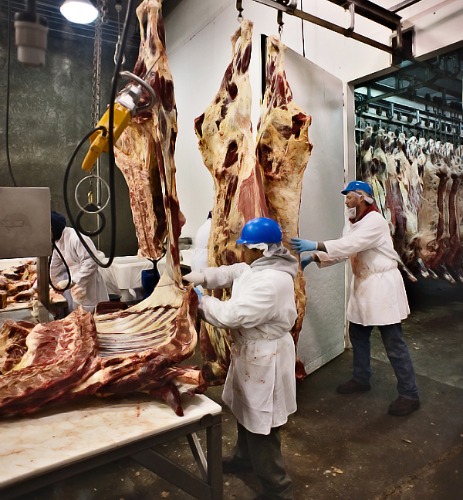 Turning cows into steaks: inside a mid-scale slaughterhouse [VIDEO] | Grist