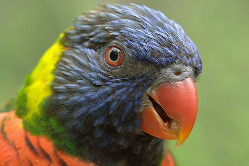 Do Australian lorikeets have a drinking problem or a mysterious disease ...