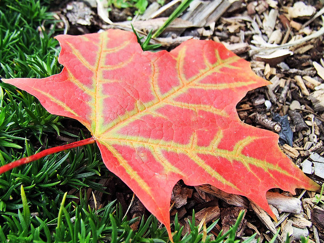 Don't bag up falling leaves