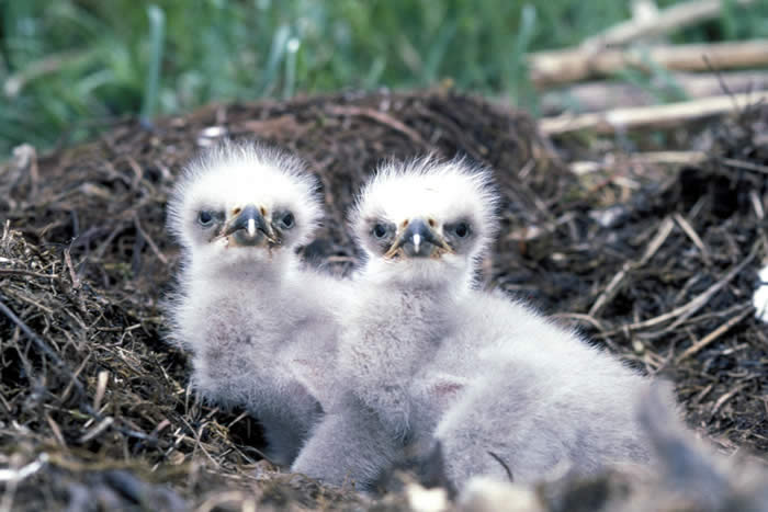 Stand by for baby eagles on webcam! | Grist