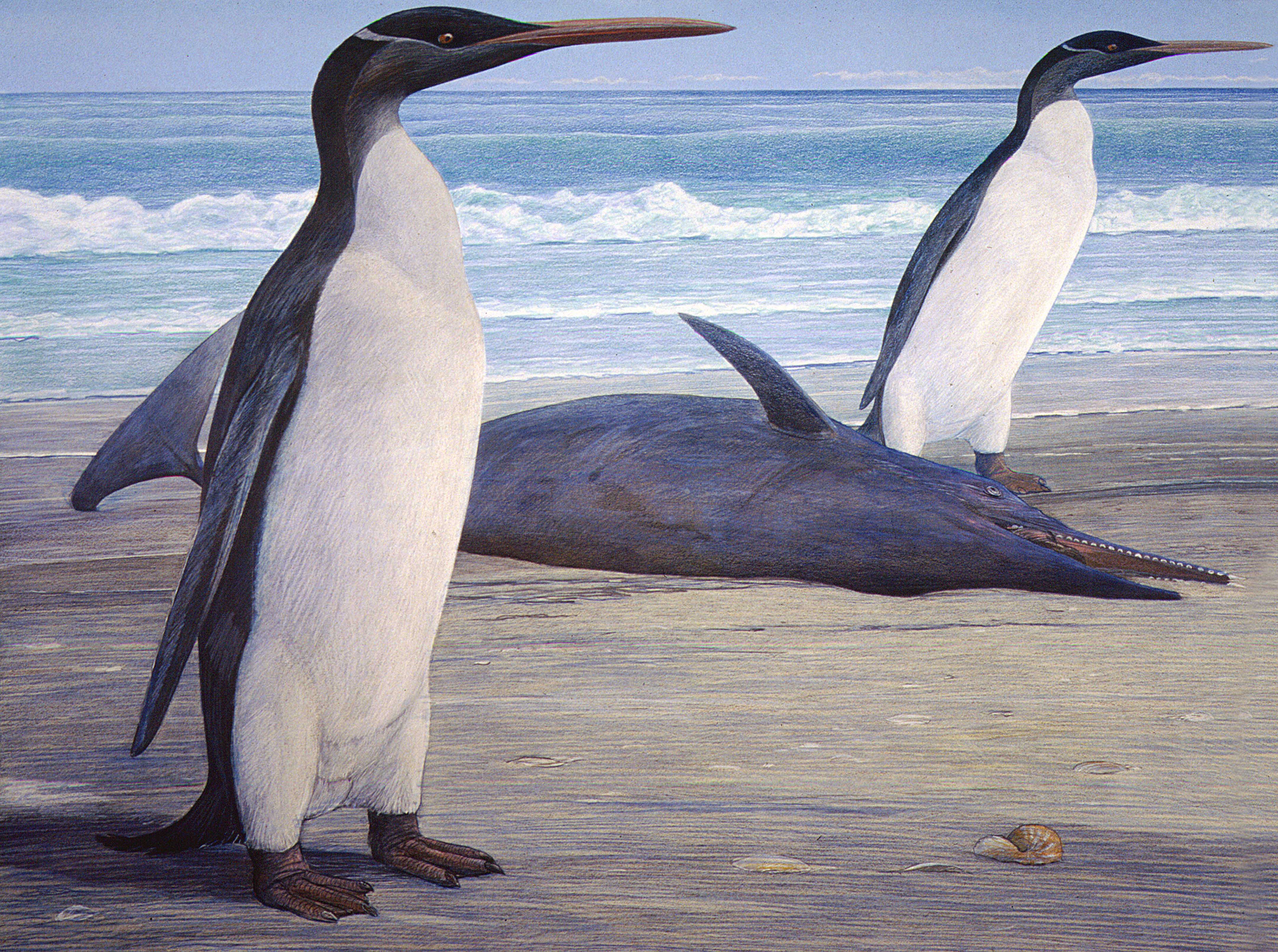 giant-prehistoric-penguins-grist