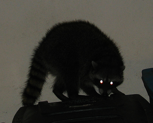 Raccoon invasion! Masked bandits are taking over our cities | Grist