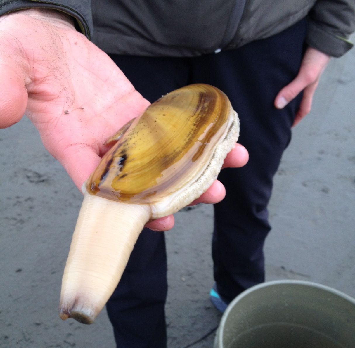 Clammed Up Digging For Local Sustainable Protein On A Muddy Beach Grist