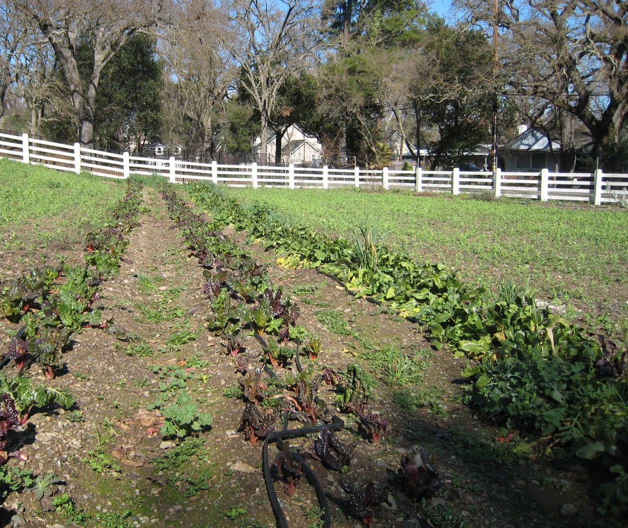 Farming the 'burbs Grist