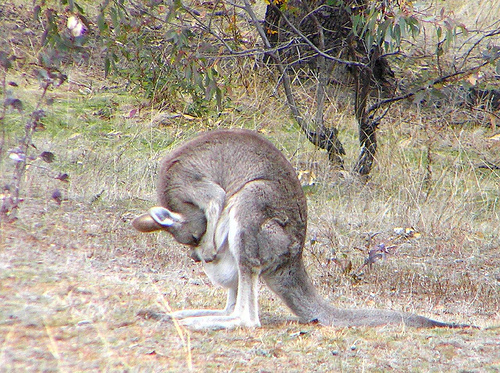Kangaroo genitals are weirder than you ever thought possible | Grist