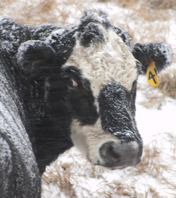 Forest service to explode frozen cows | Grist