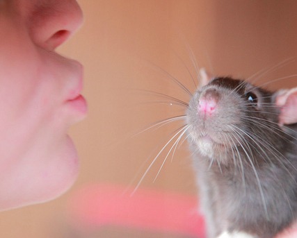 https://grist.org/wp-content/uploads/2012/06/rat-kiss-flickr-pink-sherbet-photography-cropped.jpg?w=427