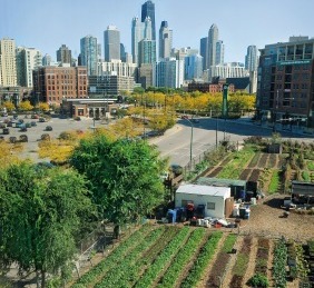 Green City Growers, Urban Farming