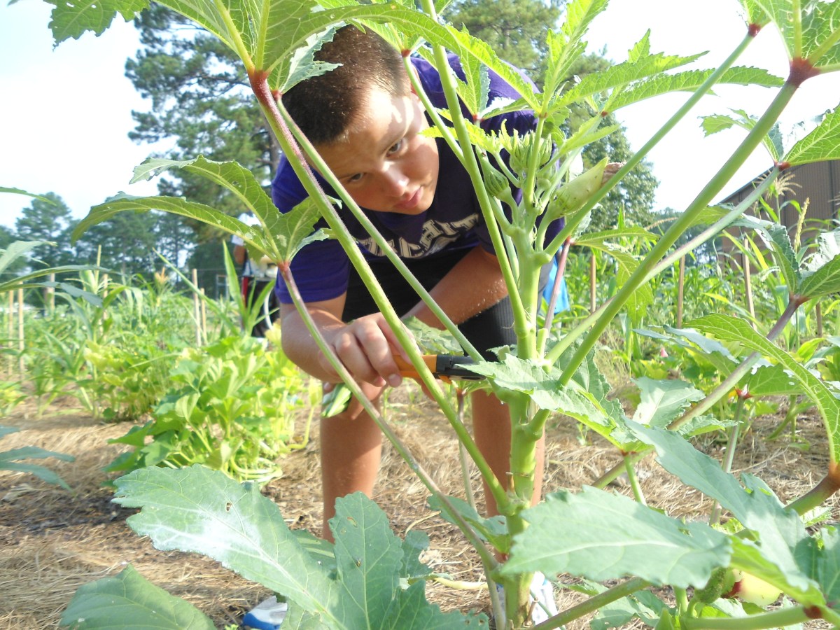 No more trowels, no more roots: What happens to school gardens in ...