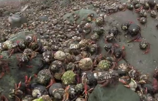 Epic Video Shows The Migration Of Hundreds Of Thousands Of Hermit Crabs Grist 9132