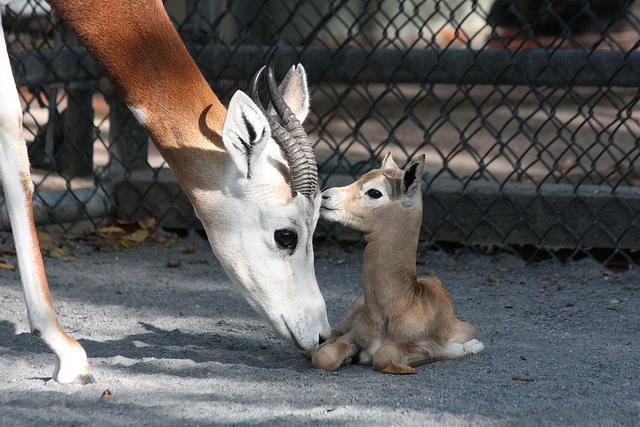 infants gazelles