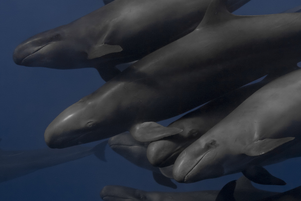Hd Whale Porn - False killer whales to get real new protections | Grist