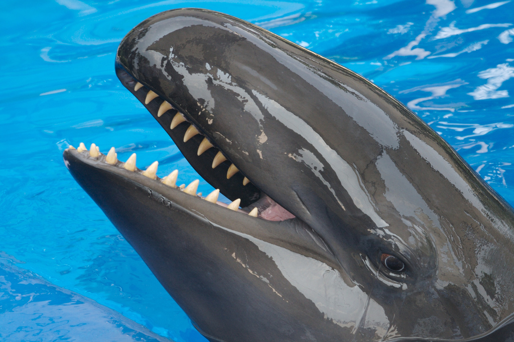 False killer whales to get real new protections