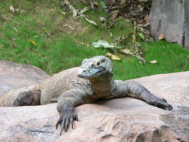 Female komodo dragons live half as long as males because they do so much  frickin' housework | Grist