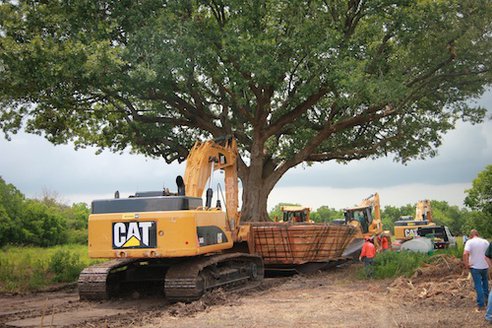 Texas City Moves 100-Year-Old Tree Rather Than Cut It Down | Grist