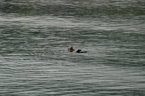 Sea otter that survived the Exxon Valdez spill dies at 23 | Grist