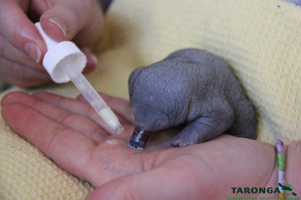 Baby Echidna May Be Cutest Weirdest Baby Animal Ever Grist