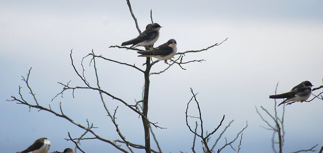 pfsullivan_1056|http://www.flickr.com/photos/pfsullivan_1056/