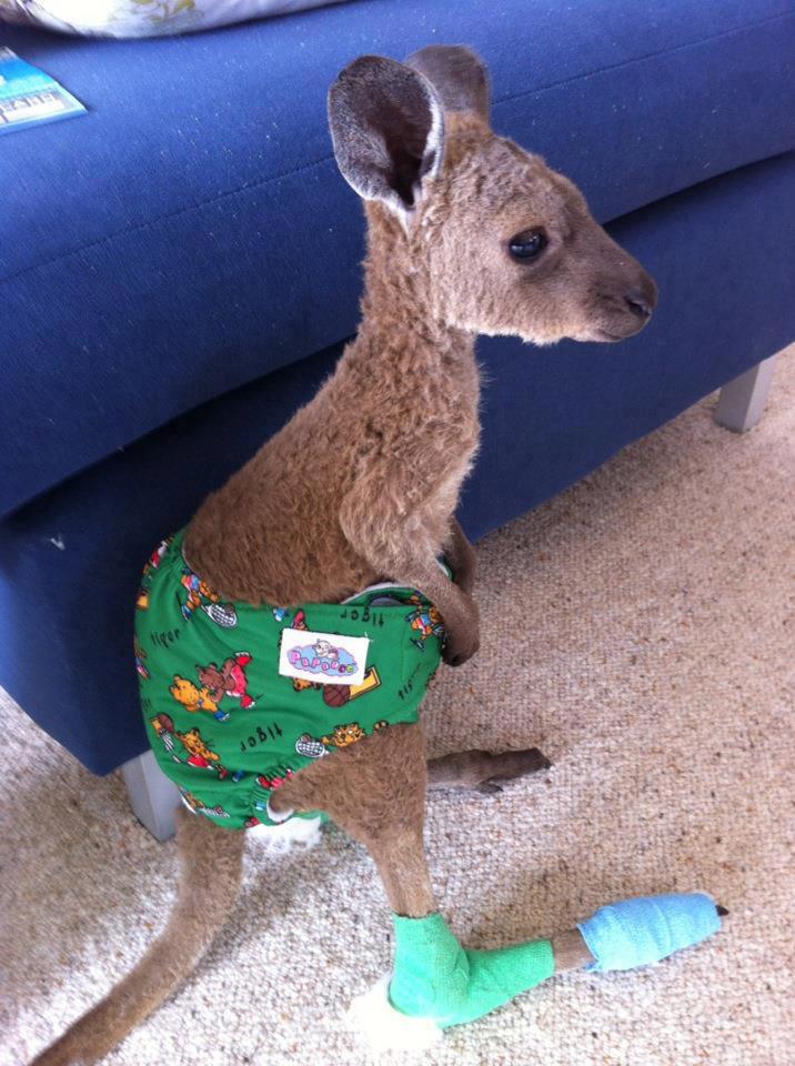Definitely the cutest baby kangaroo wearing undies you'll see all day