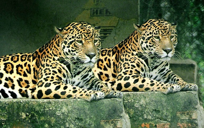 Brazil plans to save endangered animals by cloning them | Grist