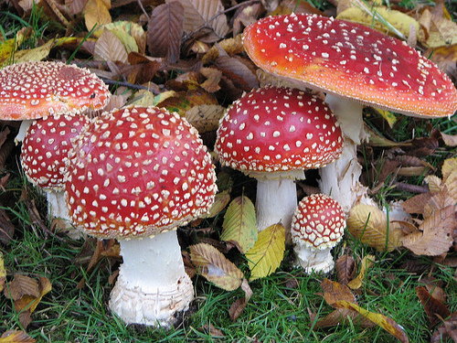 Elderly Californians: Please watch out for poison mushroom soup | Grist