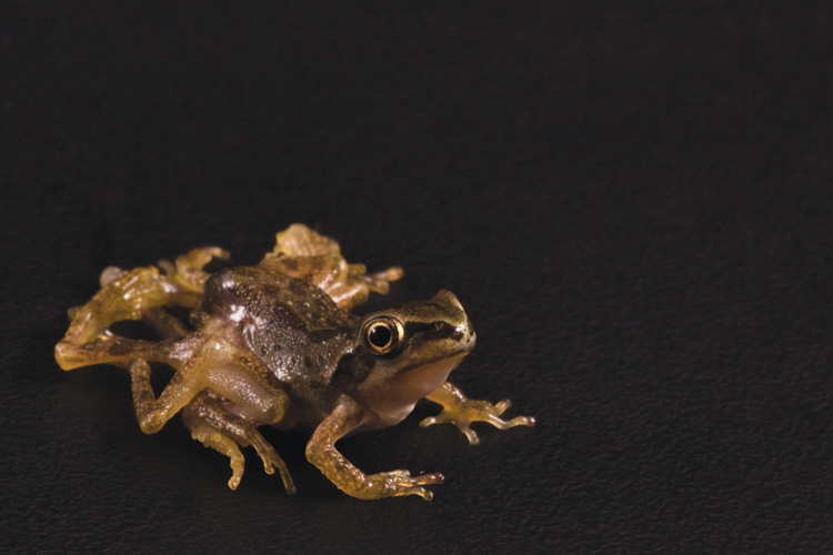 An eight-legged frog. 