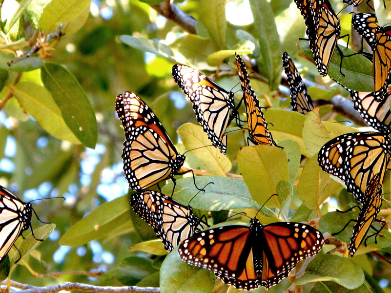 Extreme weather and GMO crops devastate monarch butterfly migration Grist