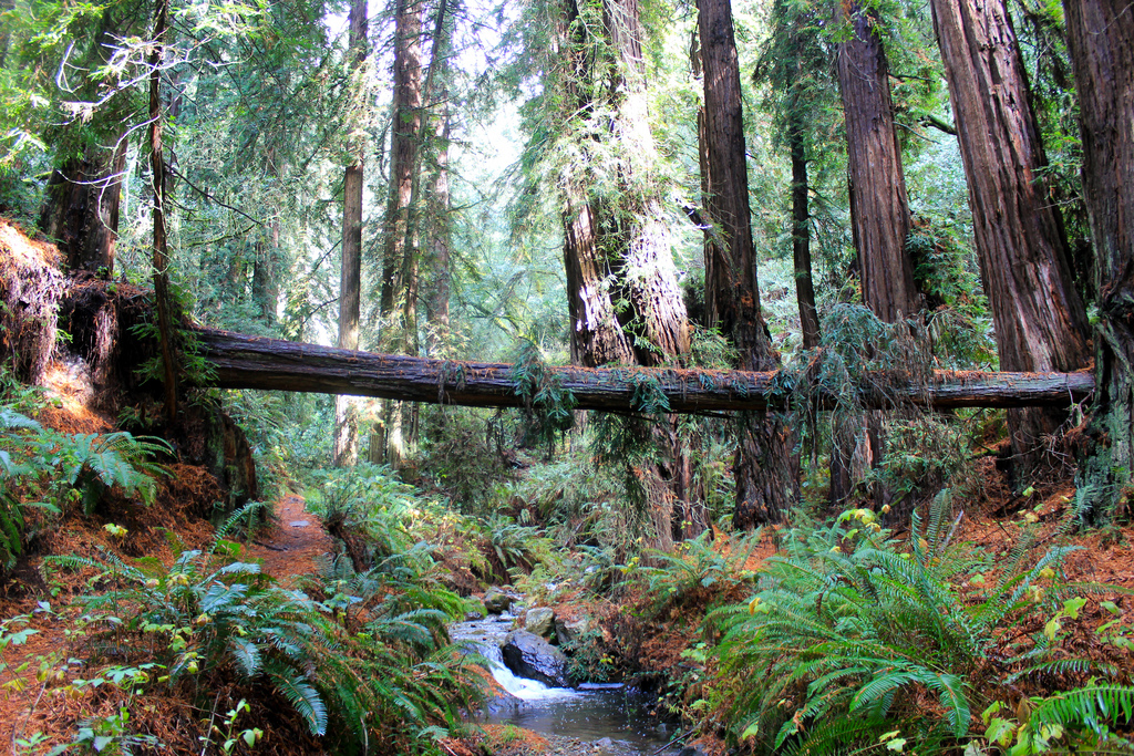 Save Oregon's Oldest Trees