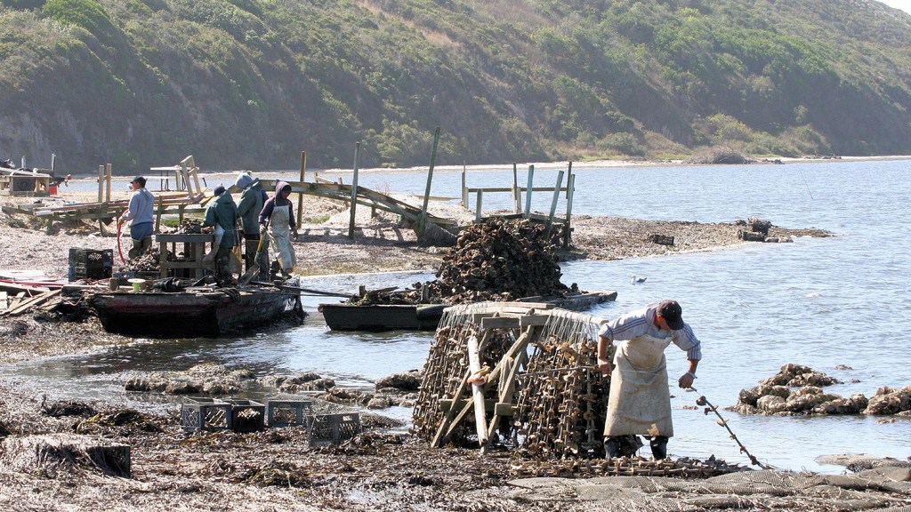 Drakes Bay Oyster Farm