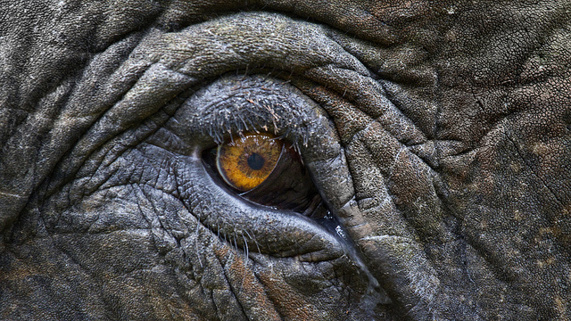 Doctors save elephant's eyesight with historic cataract operation | Grist