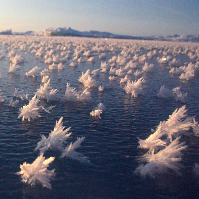 The Arctic's beautiful frost flowers are home to millions of microbes ...