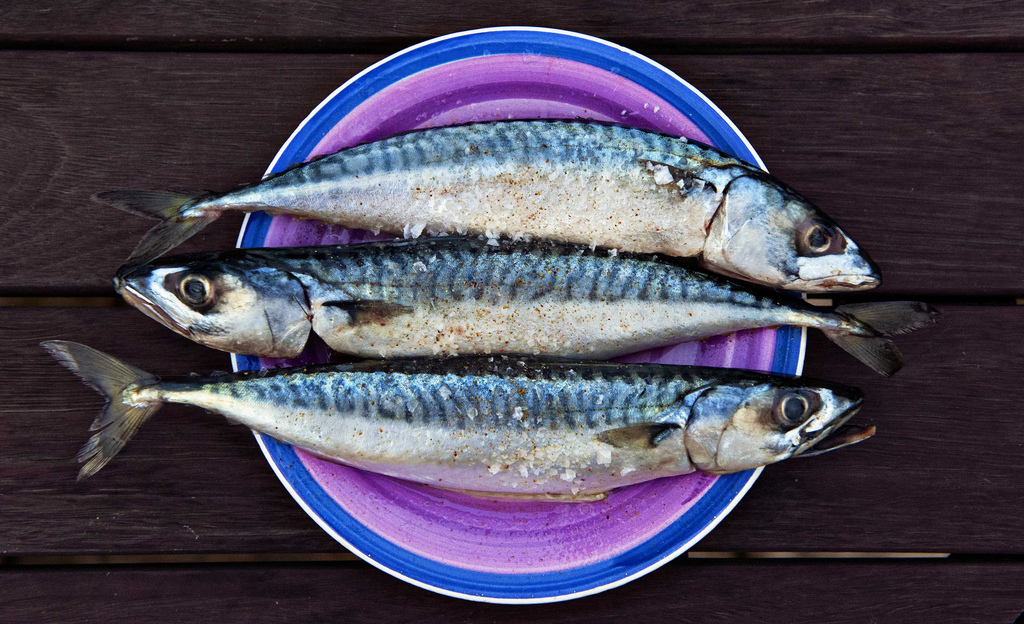 Holy mackerel Tiny fishes no longer sustainable in E.U. Grist
