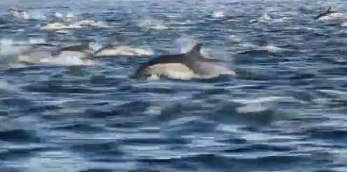 This is what it looks like to get caught in a dolphin stampede | Grist