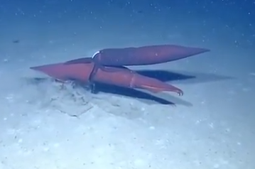 Squid Porn - Here's that squid porn you ordered | Grist