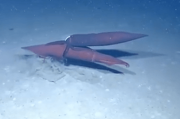 A Real Squid Porn - Here's that squid porn you ordered | Grist