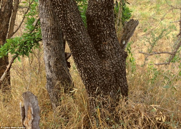 This leopard would win at hide and seek every time | Grist