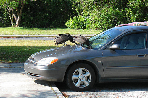 Vultures will eat your car | Grist