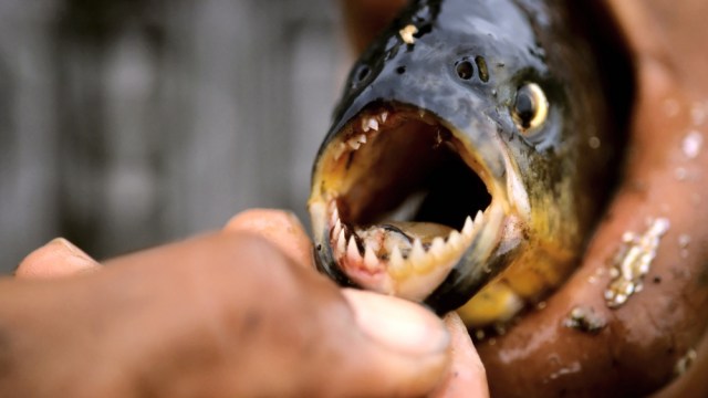 piranha