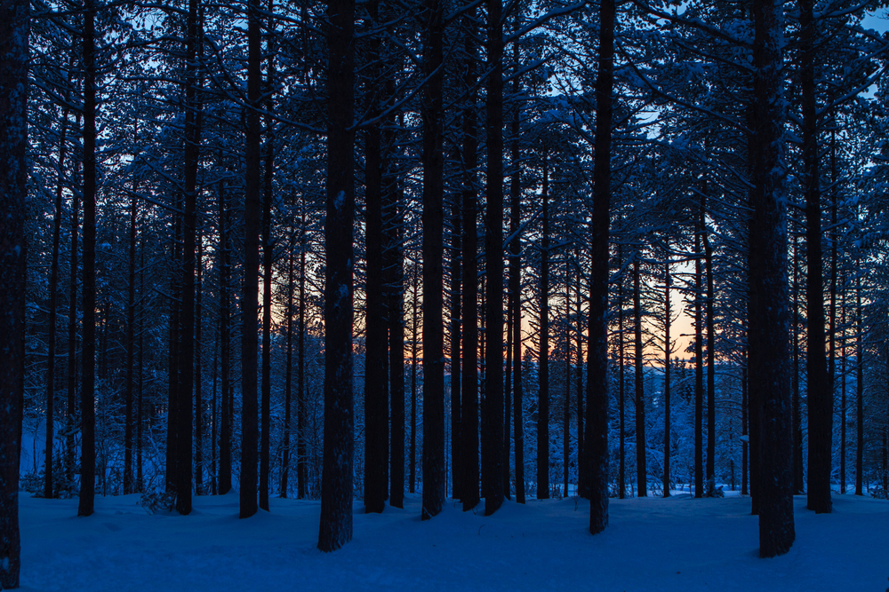 Forests growing in thawedout Arctic Grist