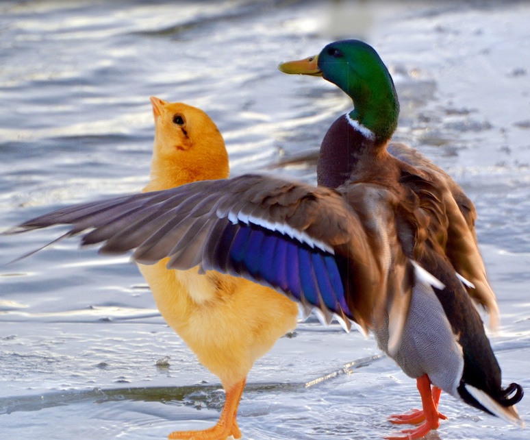 Baby chicken whose father is a duck is either a new hope for extinct