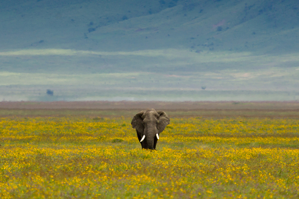 elephant in a field