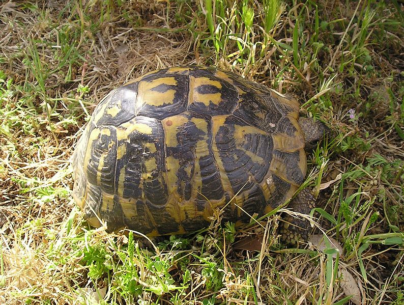 Adolph the unkillable tortoise survived snowstorms, fires, and Nazis ...